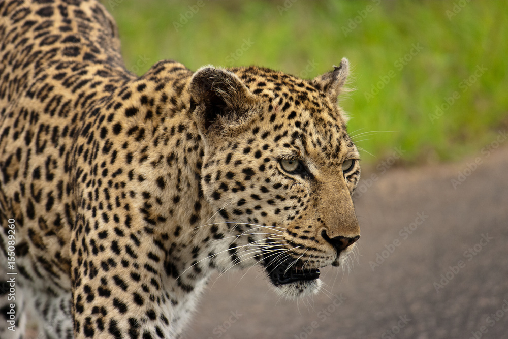 A leopard walking on a street in Kruger National Park, South Africa A leopard walking on a street in Kruger National Park, South Africa