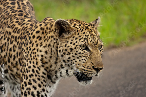 A leopard walking on a street in Kruger National Park  South Africa