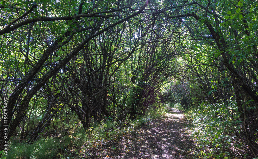 light at the end of path covered with branches, bushes, leaves
light at the end of path covered with branches, bushes, leaves