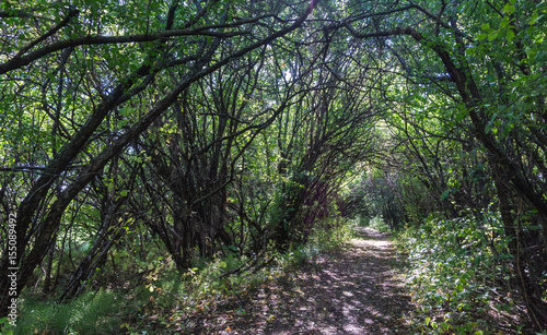 light at the end of path covered with branches, bushes, leaves 