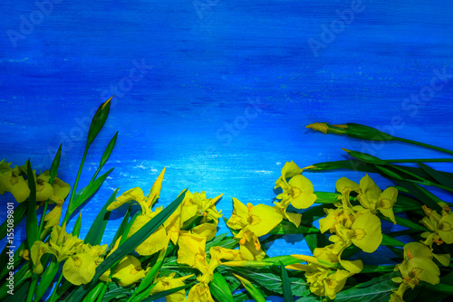 Fototapeta Naklejka Na Ścianę i Meble -  Yellow flowers of iris on a blue background