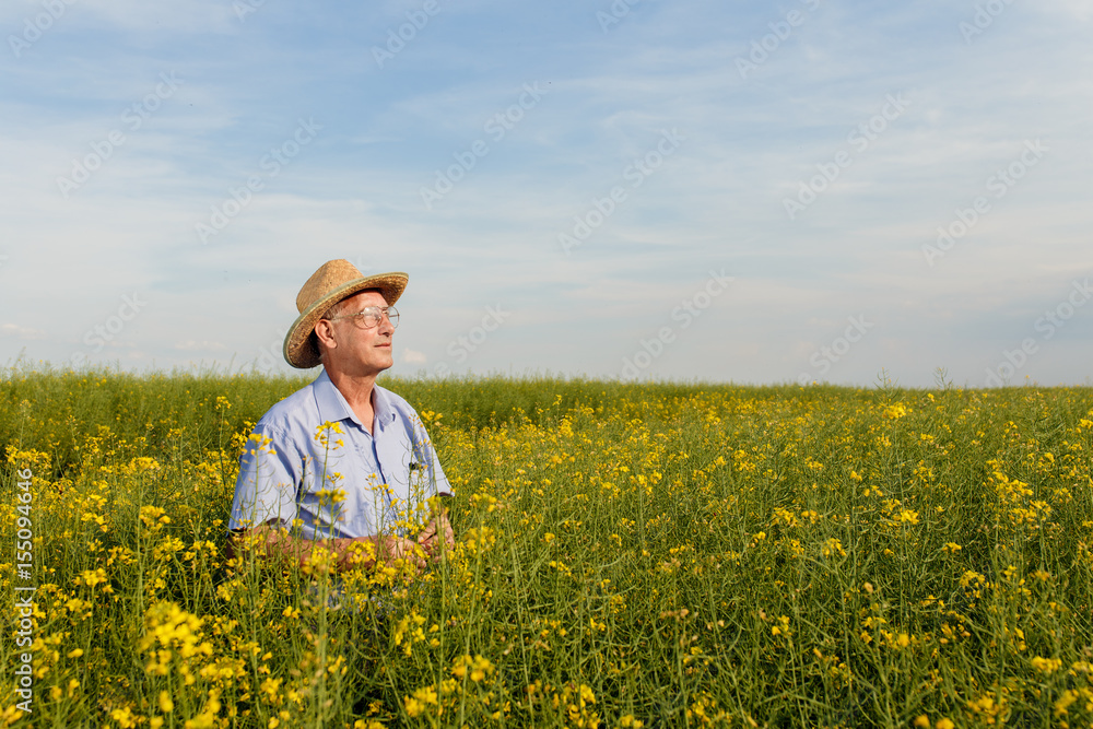 Senior farmer standing in a rapeseed field and examining crop.