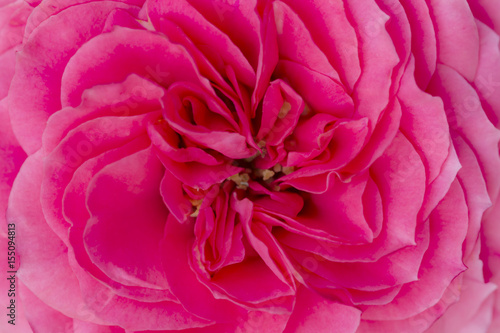 Pink roses isolated on a white background