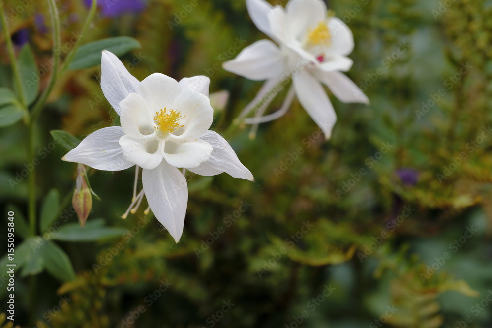Fototapeta premium Aquilegia flower