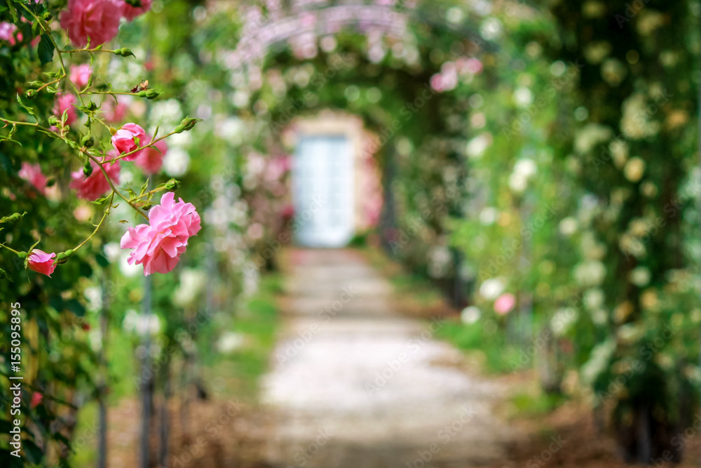 Fototapeta premium Piękne róże na łukach w ozdobnym ogrodzie ze ścieżką.