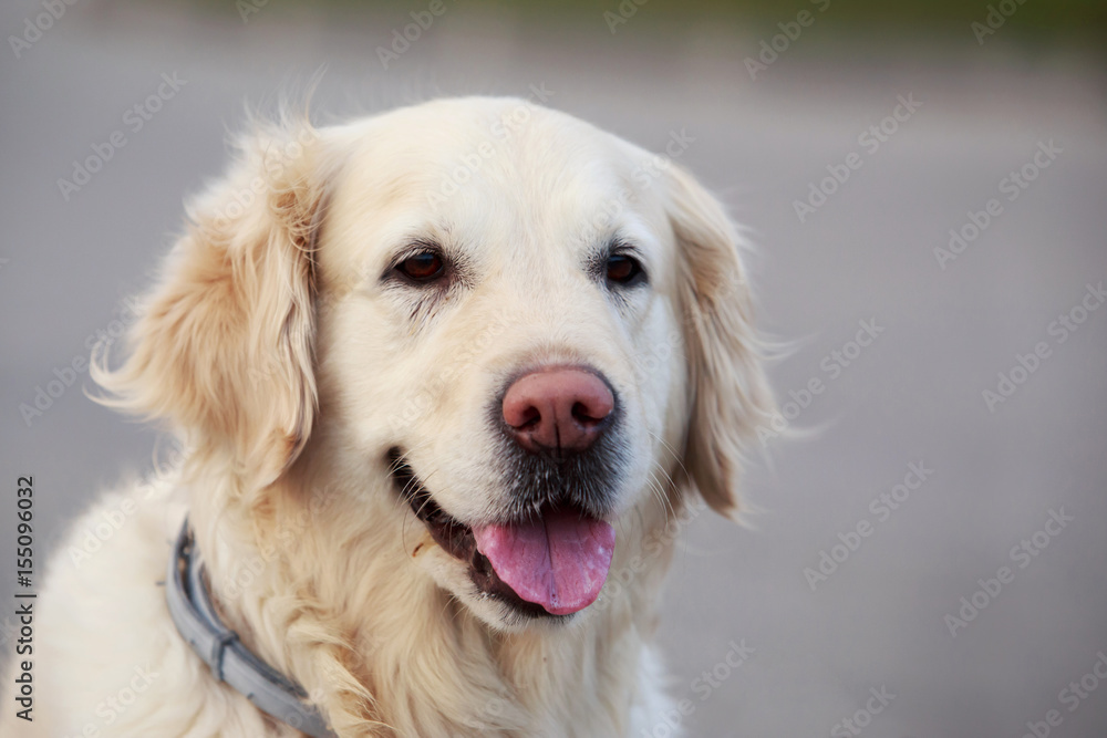 dog breed Golden retriever dog breed Golden retriever