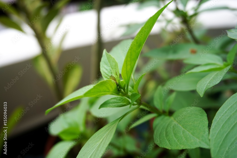 Close up view of real Basil Leaves herb plant for home gardening and food photo Close up view of real Basil Leaves herb plant for home gardening and food photo
