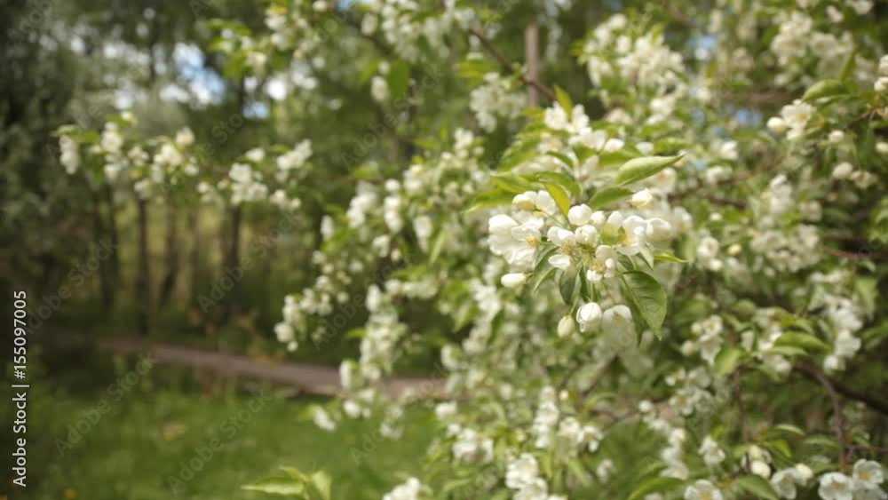 Spring blooming of apple trees Spring blooming of apple trees