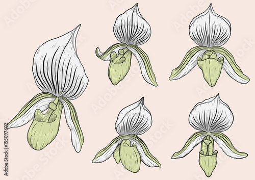 Paphiopedilum orchids set by hand drawing.Orchids vector card on brown background.