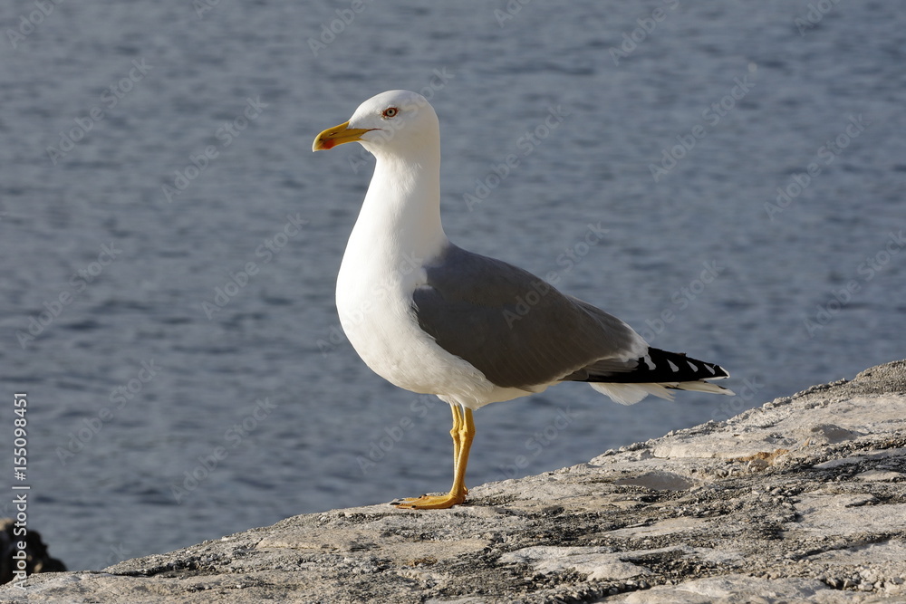 seagull