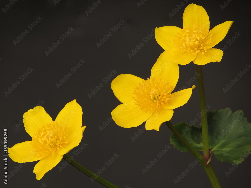 Fototapeta premium bright yellow flower (In the style of oil painting)