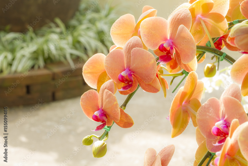 Fototapeta Vanda orchids in the garden