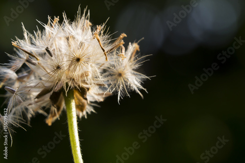 Wildflowers are drying up in the jungle.