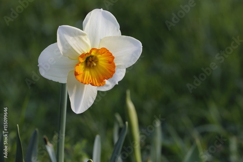 Fototapeta Naklejka Na Ścianę i Meble -  daffodil