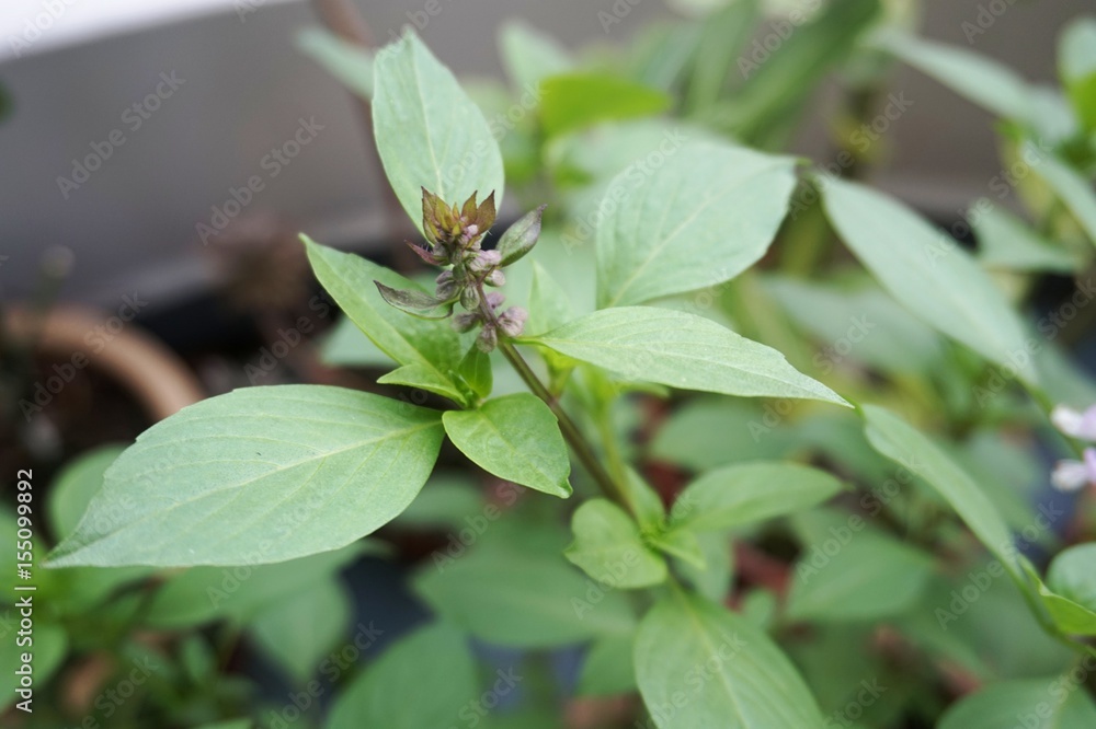 Close up view of real Basil Leaves herb plant for home gardening and food photo Close up view of real Basil Leaves herb plant for home gardening and food photo