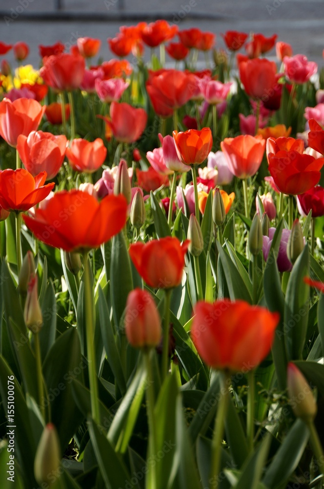 Obraz premium Tulips in bloom