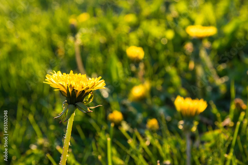 Yellow dandelion flowers in the grass