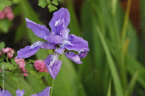 Fototapeta Naklejka Na Ścianę i Meble -  iris flower