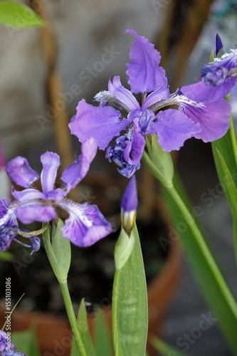 Fototapeta Naklejka Na Ścianę i Meble -  iris flower