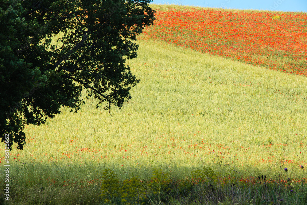 typical springtime basilicata landscape