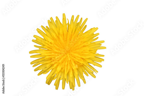 Dandelion yellow isolated