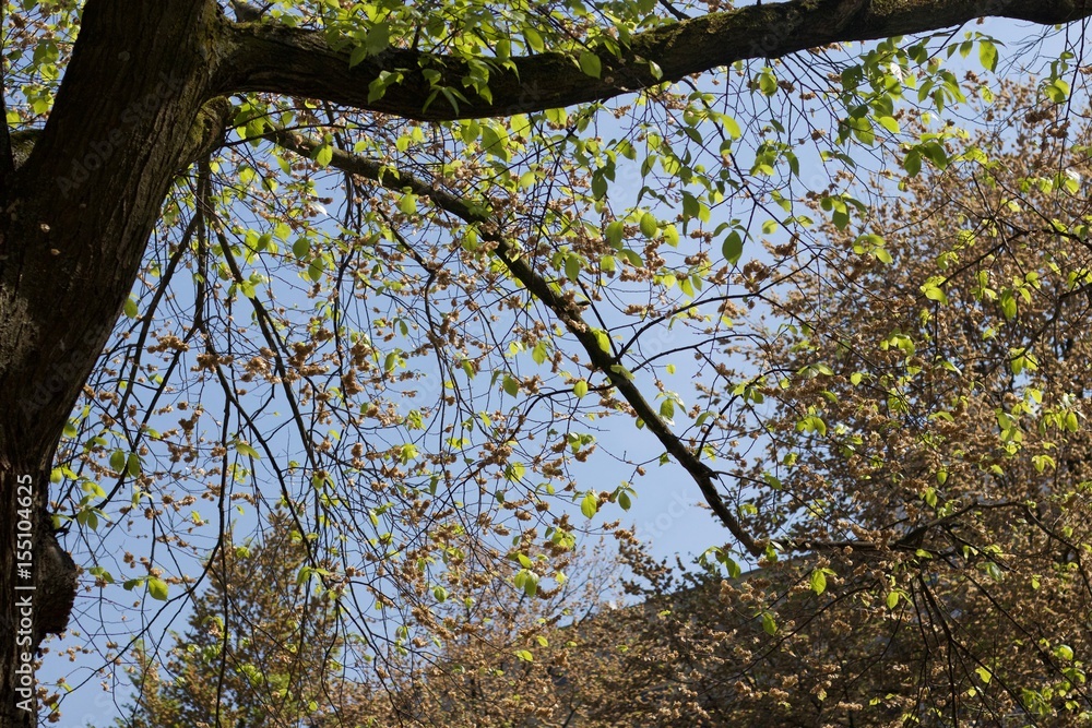 Fototapeta premium tree