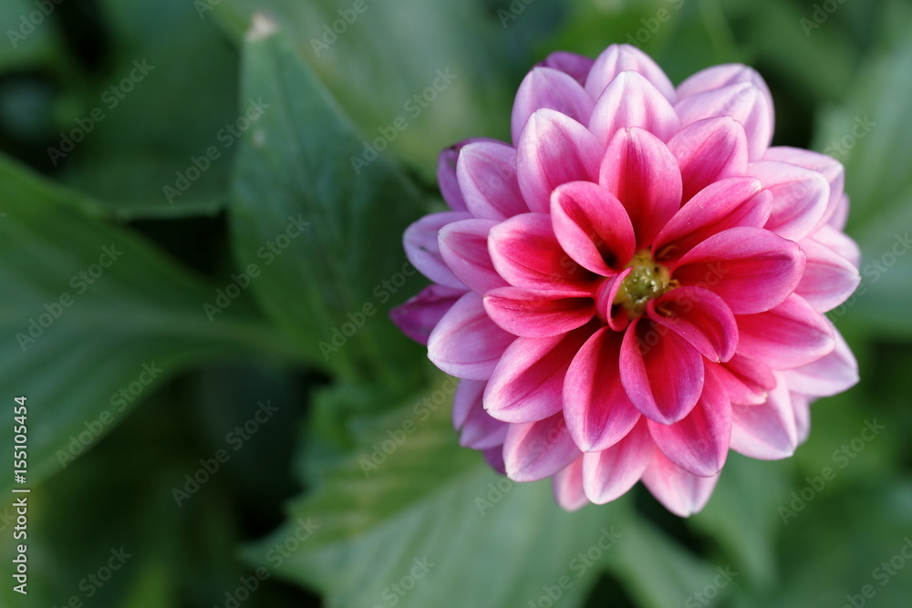 Obraz premium dahlia
