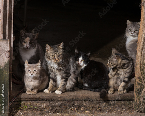 Barn Cat Family