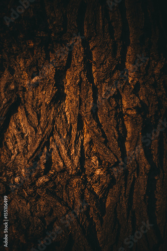 Dark bark tree. © avtk