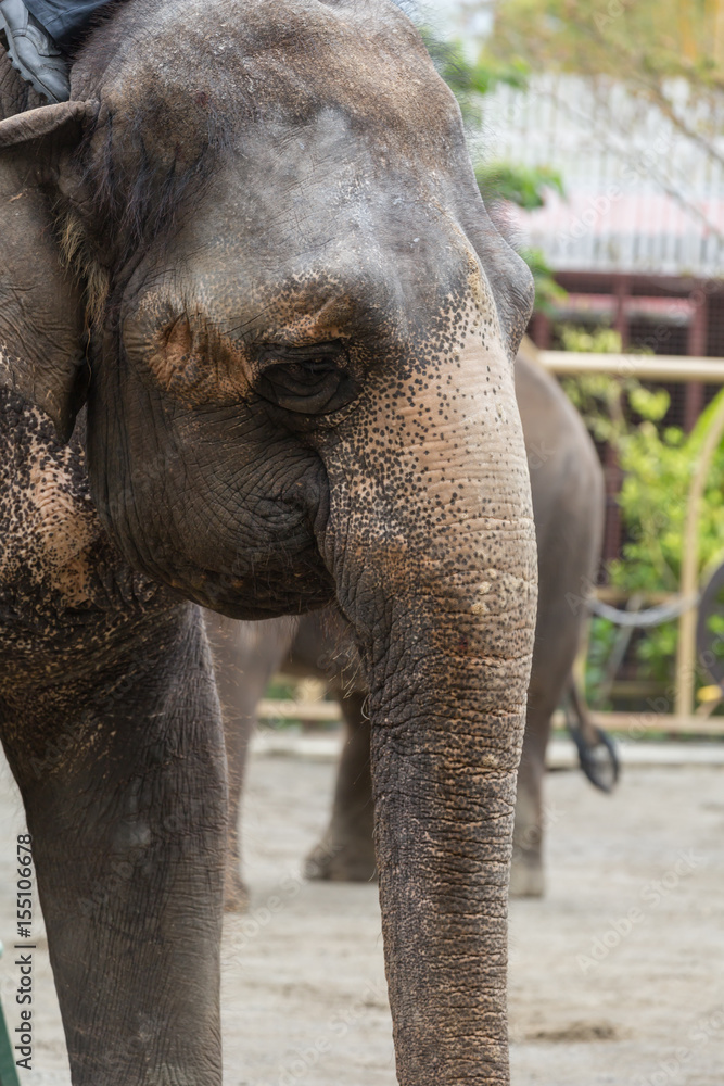 Fototapeta premium 象 