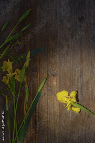 Fototapeta Naklejka Na Ścianę i Meble -  yellow flowers of iris on a wooden background 