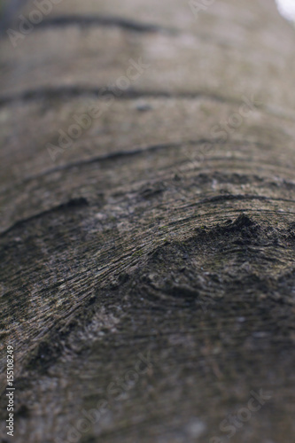 wood texture. background © GrachevPRO