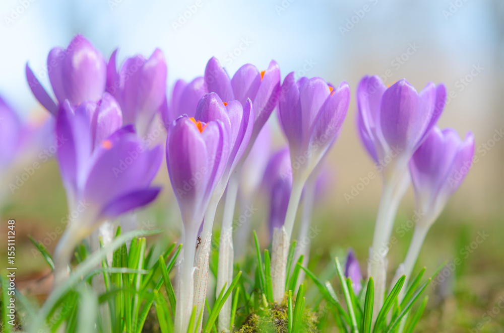 Beautiful spring crocus flowers on sunlit Alpine glade