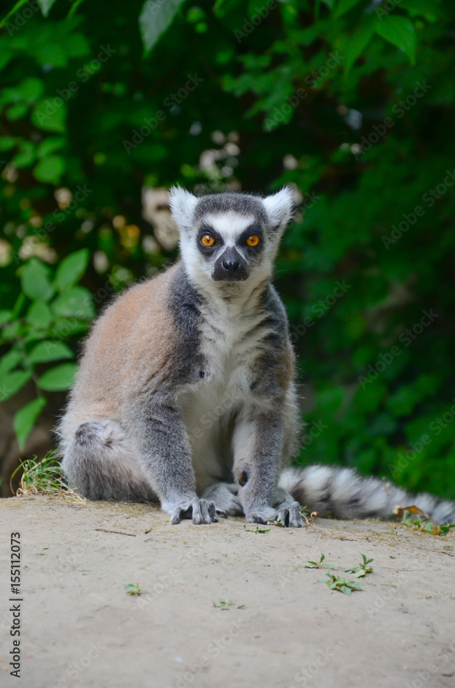 Obraz premium The ring-tailed lemur (Lemur catta)