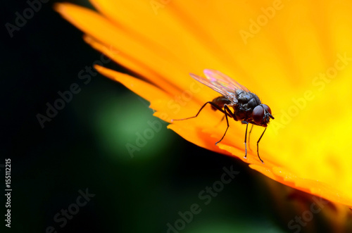 Beautiful fly on flower
