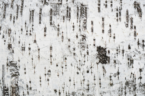 birch tree bark