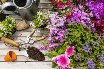 Seedlings of colorful flowers for planting in the garden.