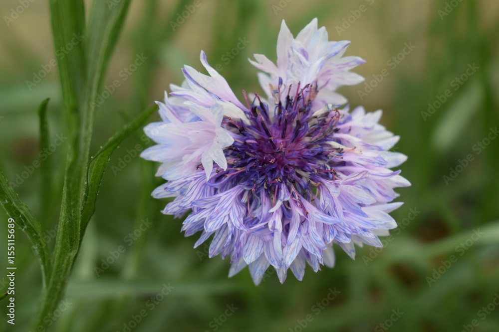 Fleur violette Fleur violette