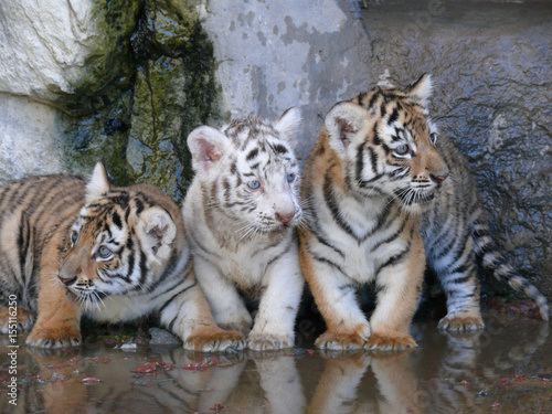 trzy-male-tygryski