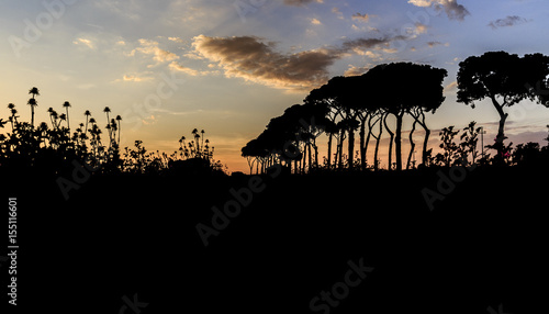 Field silhouette at sunset