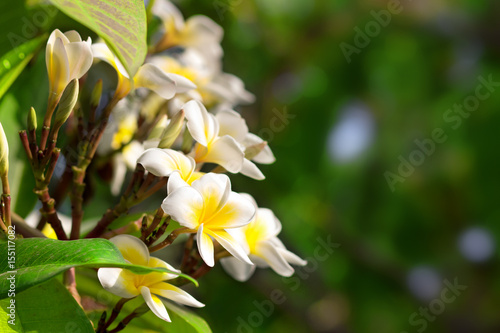 Blossoming of mango tree  Mango flower consists of 5 petals of white on the edges and yellow at the center of the helical shape