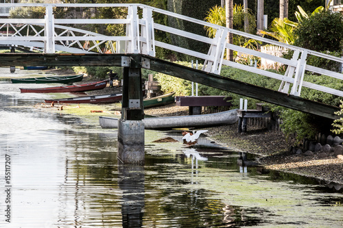 Bird landing in the canal
