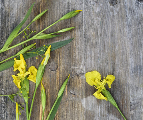 Fototapeta Naklejka Na Ścianę i Meble -  yellow flowers of iris on a wooden background