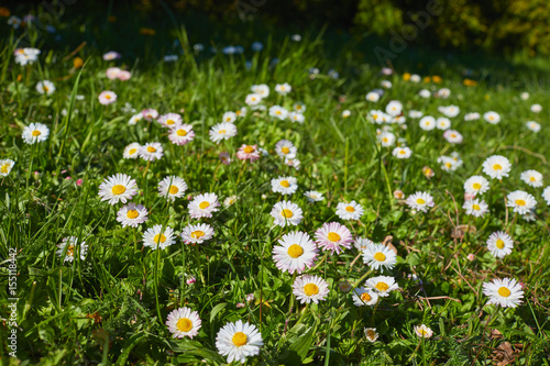 daisy field