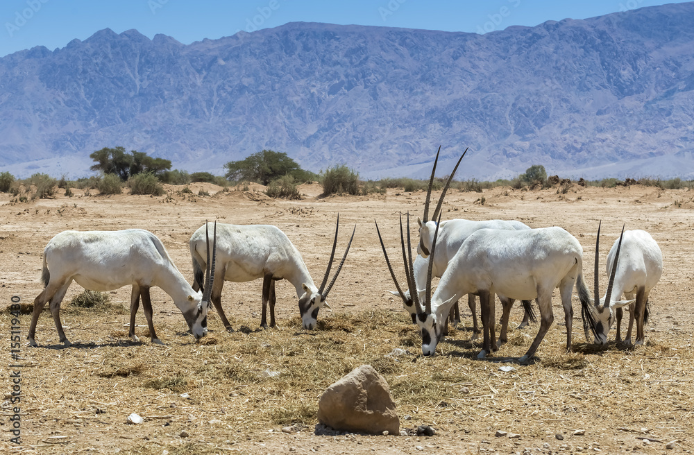 Herd of antelope Arabian white oryx (Oryx dammah). It inhabits the Israeli nature reserve because this species is in danger of extinction in its native environment of Sahara desert Herd of antelope Arabian white oryx (Oryx dammah). It inhabits the Israeli nature reserve because this species is in danger of extinction in its native environment of Sahara desert
