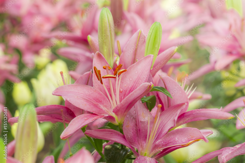 Fototapeta premium Pink Lilies in the garden