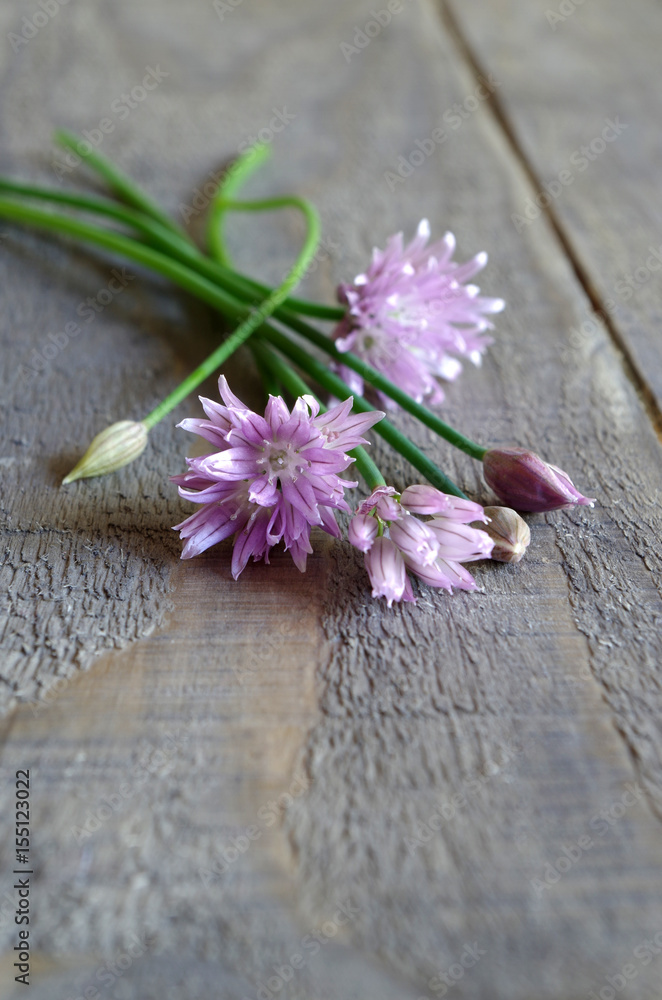 Schnittlauch mit Blüte Schnittlauch mit Blüte