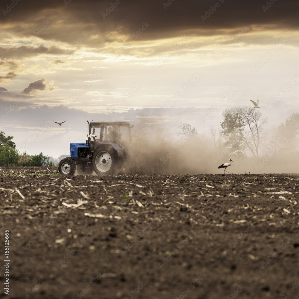 Fototapeta premium The tractor plows the field in the spring, and behind it the dust rolls and birds fly to find the food against the beautiful sunset sky. Agriculture