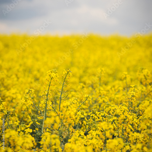A beautiful bright yellow spring rapeseed field against the background of a dark cloudy sky. Agroindustrial industry