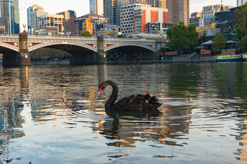 Beautiful Black swan swimming in Yarra river